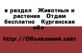  в раздел : Животные и растения » Отдам бесплатно . Курганская обл.